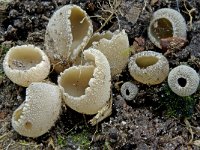 Tarzetta cupularis 3, Klein leemkelkje, Saxifraga-Lucien Rommelaars