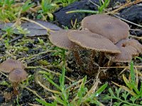 Tephrocybe anthracophila