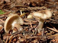 Tephrocybe inolens 1, Gebochelde grauwkop, Saxifraga-Marijke Verhagen