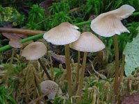 Tephrocybe palustris