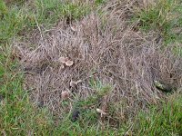 Tephrocybe tylicolor