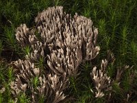 Thelephora palmata 2, Stinkende franjezwam, Saxifraga-Willem van Kruijsbergen