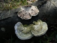 Trametes hirsuta 3, Ruig elfenbankje, Saxifraga-Jan Willem Jongepier