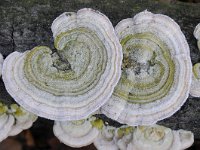 Trametes hirsuta 4, Ruig elfenbankje, Saxifraga-Luuk Vermeer