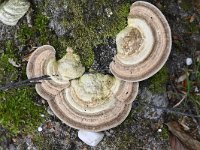 Trametes hirsuta 5, Ruig elfenbankje, Saxifraga-Luuk Vermeer