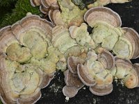 Trametes hirsuta 6, Ruig elfenbankje, Saxifraga-Luuk Vermeer