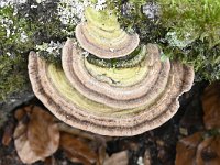 Trametes hirsuta 7, Ruig elfenbankje, Saxifraga-Luuk Vermeer