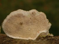 Trametes pubescens