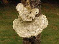 Trametes pubescens 2, Fluweelelfenbankje, Saxifraga-Marijke Verhagen