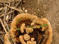 Trametes versicolor 1, Gewoon elfenbankje, Saxifraga-Jan van der Straaten