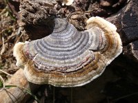 Trametes versicolor 10, Gewoon elfenbankje, Saxifraga-Jan Willem Jongepier