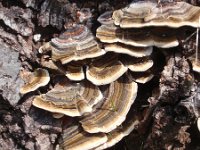 Trametes versicolor 11, Gewoon elfenbankje, Saxifraga-Jan Willem Jongepier