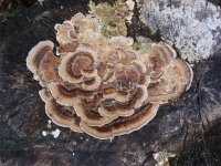 Trametes versicolor 13, Gewoon elfenbankje, Saxifraga-Jan Willem Jongepier