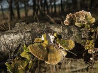 Trametes versicolor 14, Gewoon elfenbankje, Saxifraga-Jan van der Straaten