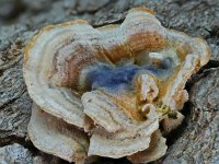 Trametes versicolor 01, Gewoon elfenbankje, AHB  Gewoon elfenbankje, Trametes versicolor Springendal op 17 maart 2018 Validatie Zie: https://waarneming.nl/foto/view/16128348