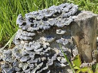 Fungus Turkey Tail (Trametes versicolor); grey variety on stump of tree  Fungus Turkey Tail (Trametes versicolor); grey variety on stump of tree : fall, autumn, autumnal, spring, springtime, fungus, fungi, many, nature, natural, row, rows, recurring, turkey tail, trametes versicolor, grey, gray, repeat, repetition, wild