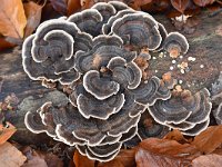 Trametes versicolor 22, Gewoon elfenbankje, Saxifraga-Luuk Vermeer