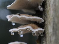 Trametes versicolor 24, Gewoon elfenbankje, Saxifraga-Luuk Vermeer