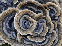 Trametes versicolor 27 Gewoon elfenbankje, Saxifraga-Luuk Vermeer