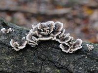 Trametes versicolor 28, Gewoon elfenbankje, Saxifraga-Luuk Vermeer