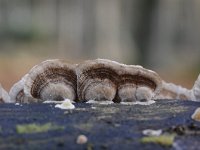 Trametes versicolor 29, Gewoon elfenbankje, Saxifraga-Luuk Vermeer