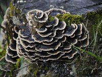 Trametes versicolor 30, Gewoon elfenbankje, Saxifraga-Luuk Vermeer