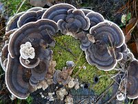 Trametes versicolor 37, Gewoon elfenbankje, Saxifraga-Tom Heijnen