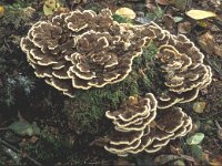 Trametes versicolor 4, Gewoon elfenbankje, Saxifraga-Jan van der Straten