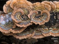 Trametes versicolor 5, Gewoon elfenbankje, Saxifraga-Jan de Laat