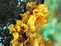 Tremella foliacea, Leafy Brain