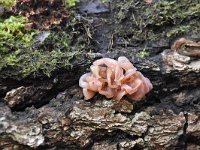 Tremella foliacea 4, Bruine trilzwam, Saxifraga-Luuk Vermeer