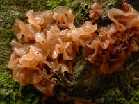 Tremella foliacea 5, Bruine trilzwam, Saxifraga-Luuk Vermeer