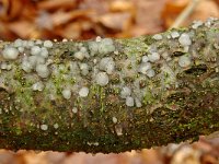 Tremella globospora 1, Wittige druppelzwam, Saxifraga-Lucien Rommelaars