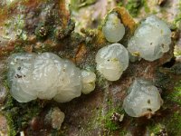 Tremella globospora 3, Wittige druppelzwam, Saxifraga-Lucien Rommelaars