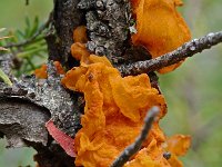 Tremella mesenterica, Yellow Brain