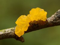 Tremella mesenterica 10, Gele trilzwam, Saxifraga-Jan Nijendijk