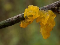 Tremella mesenterica 12, Gele trilzwam, Saxifraga-Jan Nijendijk