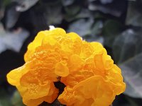 Jelly fungus Yellow brain (Tremella mesenterica)  Jelly fungus Yellow brain (Tremella mesenterica) : autumn, autumnal, fall, fungi, fungus, jelly fungus, natural, nature, Tremella mesenterica, yellow brain, branch, no people, nobody, outdoors, outside, bright, yellow