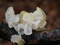 Tremella mesenterica 17, Gele trilzwam, Saxifraga-Luuk Vermeer