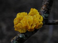 Tremella mesenterica 18, Gele trilzwam, Saxifraga-Luuk Vermeer