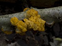 Tremella mesenterica 2, Gele trilzwam, Saxifraga-Willem van Kruijsbergen