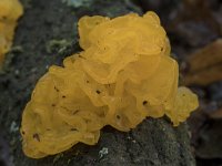 Tremella mesenterica 23, Gele trilzwam, Saxifraga-Willem van Kruijsbergen