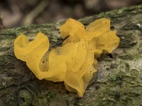 Tremella mesenterica 24, Gele trilzwam, Saxifraga-Willem van Kruijsbergen