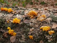 Tremella mesenterica 26, Gele trilzwam, Saxifraga-Tom Heijnen