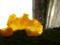 Tremella mesenterica 27, Gele trilzwam, Saxifraga-Tom Heijnen