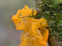 Tremella mesenterica 29, Gele trilzwam, Saxifraga-Tom Heijnen