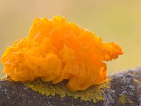 gele trilzwam  gele trilzwam : Tremella mesenterica