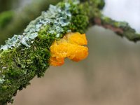 Tremella mesenterica 31, Gele trilzwam, Saxifraga-Tom Heijnen