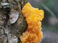 Tremella mesenterica 32, Gele trilzwam, Saxifraga-Tom Heijnen