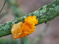 Tremella mesenterica 34, Gele trilzwam, Saxifraga-Tom Heijnen